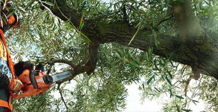 Mann mit Motorsäge schneidet einen Ast vom Baum